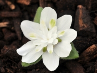 Lovely clean white double flowers with green petaloid stamens